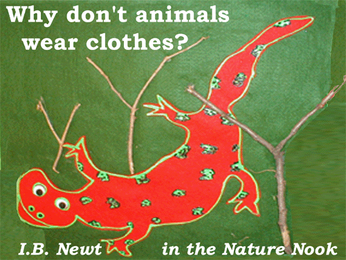 IB Newt Nature Nook